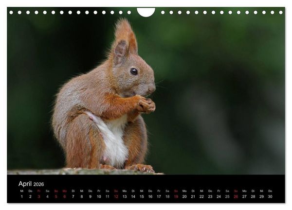 Produktbild: Artist im Garten. Das Eichh&ouml;rnchen (Wandkalender 2026 DIN A4 quer), CALVENDO Monatskalender