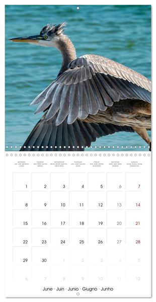 Produktbild: The beauty of herons and egrets (Wall Calendar 2026 12 &times; 12 Inch) CALVENDO 12 Month Wall Calendar