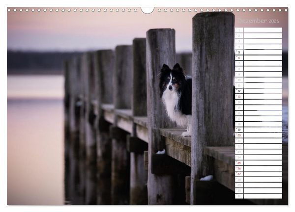 Produktbild: Shetland Sheepdogs Blacky, Anry, Mojo 2026 (Wandkalender 2026 DIN A3 quer), CALVENDO Monatskalender