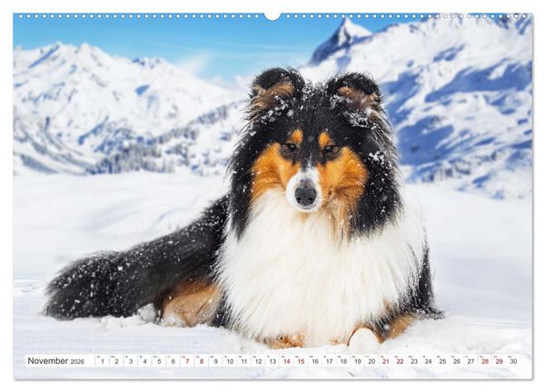 Produktbild: Der Collie - ein Hund f&uuml;rs Herz (hochwertiger Premium Wandkalender 2026 DIN A2 quer), Kunstdruck in Hochglanz
