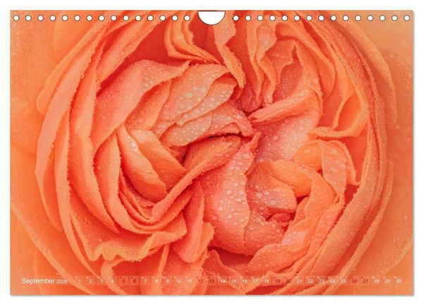 Produktbild: Rosen im Morgentau (Wandkalender 2026 DIN A4 quer), CALVENDO Monatskalender