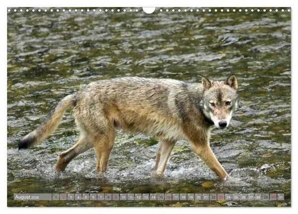 Produktbild: B&auml;r, Wolf und Co - Tiere Nordamerikas (Wandkalender 2026 DIN A3 quer), CALVENDO Monatskalender