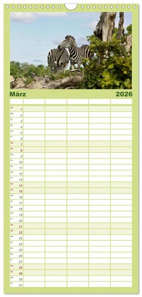 Produktbild: Familienplaner 2026 - Zebras - Faszination der Wildnis mit 5 Spalten (Wandkalender, 21 x 45 cm) CALVENDO