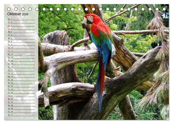 Produktbild: Papageien. Bunt, laut und klug (Tischkalender 2026 DIN A5 quer), CALVENDO Monatskalender