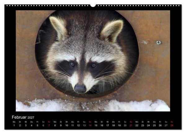 Produktbild: Waschb&auml;ren (hochwertiger Premium Wandkalender 2027 DIN A2 quer), Kunstdruck in Hochglanz