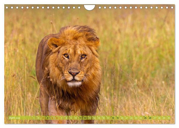 Produktbild: Das s&uuml;dliche Afrika 2026 (Wandkalender 2026 DIN A4 quer), CALVENDO Monatskalender