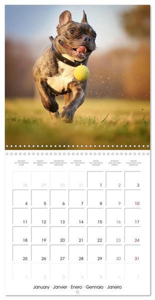 Produktbild: French Bulldogs in play frenzy (Wall Calendar 2027 12 &times; 12 Inch) CALVENDO 12 Month Wall Calendar