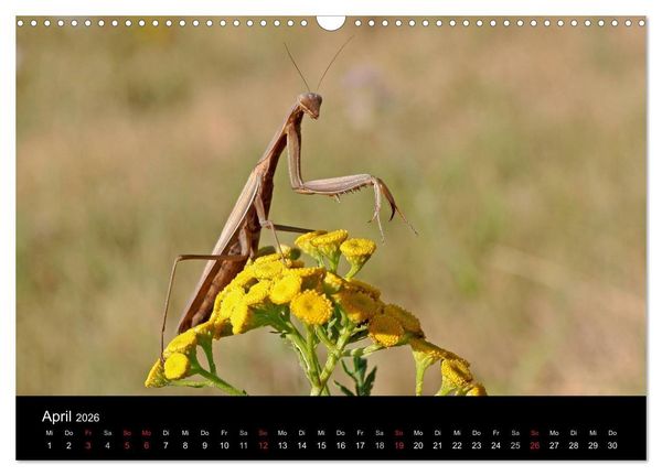 Produktbild: Faszination Gottesanbeterin - Die Welt der Mantis (Wandkalender 2026 DIN A3 quer), CALVENDO Monatskalender