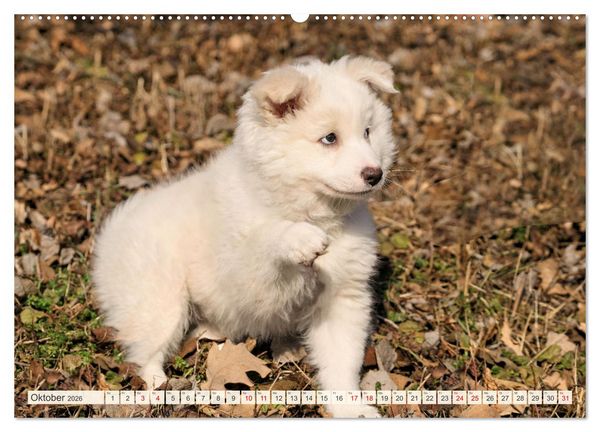 Produktbild: Bezaubernde Islandhundewelpen (Wandkalender 2026 DIN A2 quer), CALVENDO Monatskalender