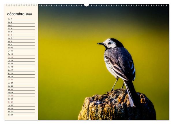 Produktbild: Notre nature sauvage, les passereaux d'Europe (Calendrier mural 2026 DIN A2 vertical), CALVENDO calendrier mensuel