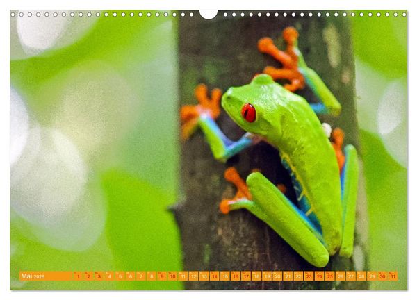 Produktbild: Wildes Costa Rica (Wandkalender 2026 DIN A3 quer), CALVENDO Monatskalender