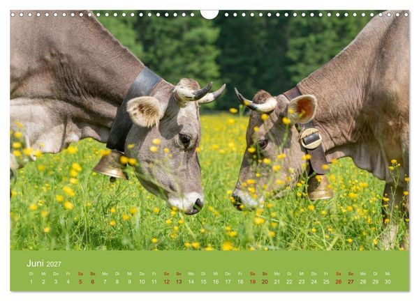 Produktbild: Allg&auml;uer Rindvieh 2027 (Wandkalender 2027 DIN A3 quer), CALVENDO Monatskalender