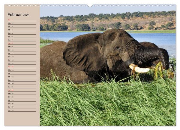 Produktbild: Elefanten in freier Wildbahn (Wandkalender 2026 DIN A2 quer), CALVENDO Monatskalender