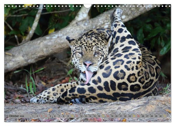 Produktbild: Jaguare im Pantanal (Wandkalender 2026 DIN A3 quer), CALVENDO Monatskalender