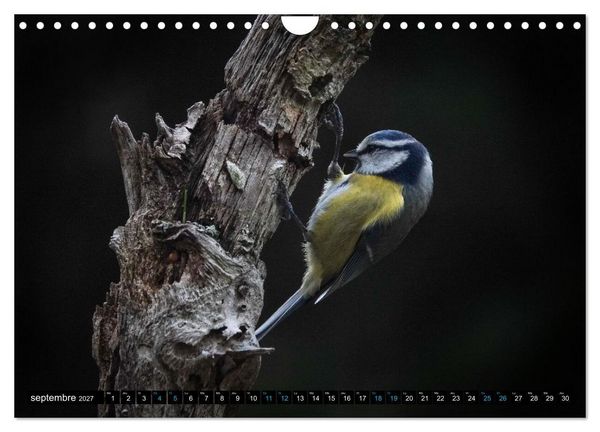 Produktbild: Mes anges bleus en &Icirc;le-de-France (Calendrier mural 2027 DIN A4 vertical), CALVENDO calendrier mensuel
