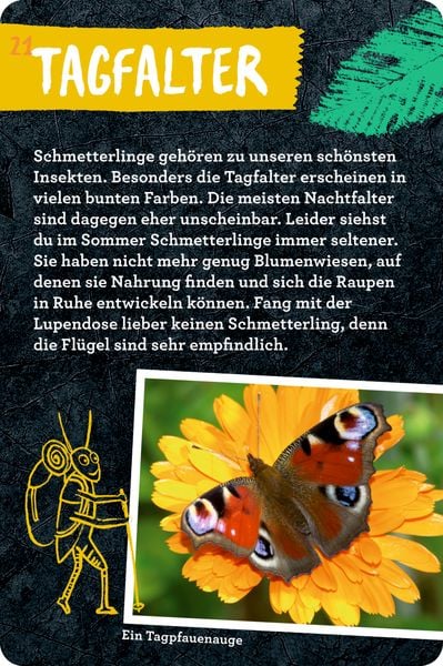 Produktbild: 50 Insekten, Spinnen & Co. - Nature Zoom (Blechdose)