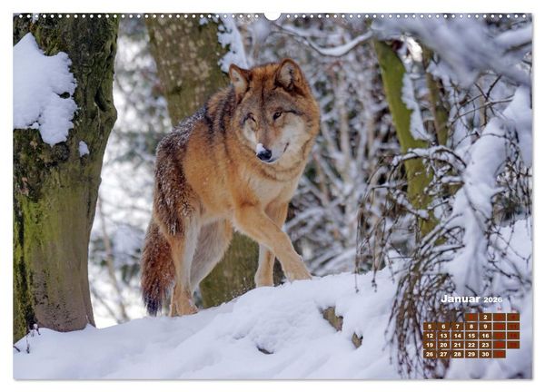 Produktbild: Tiere in freier Wildbahn by VogtArt (hochwertiger Premium Wandkalender 2026 DIN A2 quer), Kunstdruck in Hochglanz