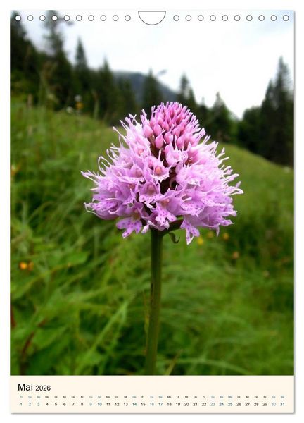 Produktbild: Einheimische Orchideen (Wandkalender 2026 DIN A4 hoch), CALVENDO Monatskalender