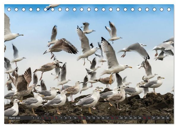 Produktbild: Das Paradies Donaudelta (Tischkalender 2026 DIN A5 quer), CALVENDO Monatskalender