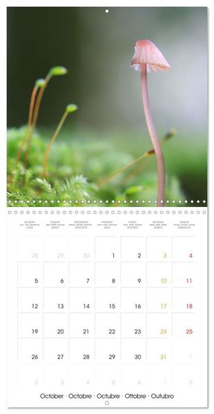 Produktbild: Les champignons - Un monde merveilleux (Calendrier mural carr&eacute; 2026 30x30 cm) Calendrier double avec une page pour vos prises de notes