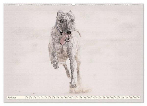 Produktbild: Whippet 2026 (Wandkalender 2026 DIN A2 quer), CALVENDO Monatskalender