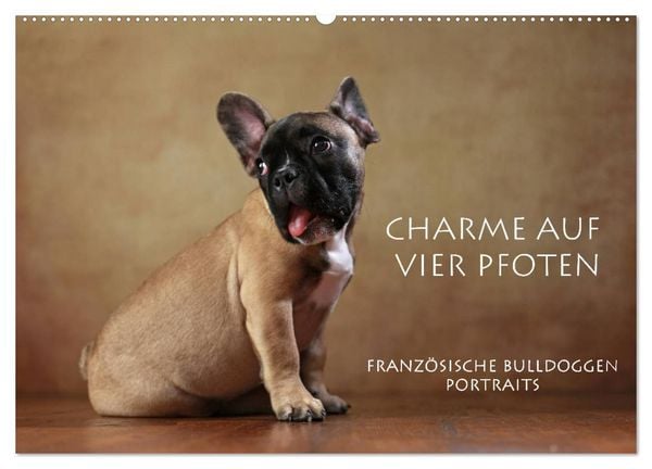 Produktbild: Charme auf vier Pfoten - Franz&ouml;sische Bulldoggen Portraits (Wandkalender 2026 DIN A2 quer), CALVENDO Monatskalender