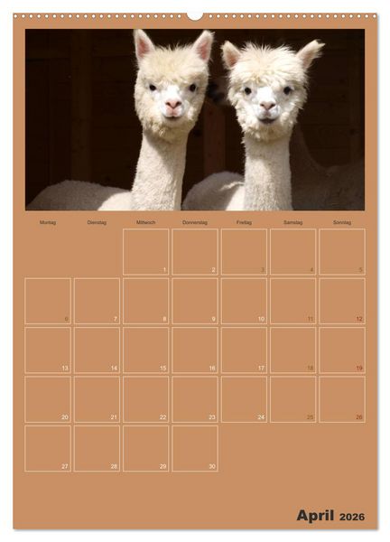 Produktbild: Alpakas zum Verlieben (Wandkalender 2026 DIN A2 hoch), CALVENDO Monatskalender