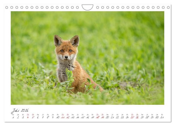 Produktbild: F&uuml;chse - zauberhafte Seelen (Wandkalender 2026 DIN A4 quer), CALVENDO Monatskalender