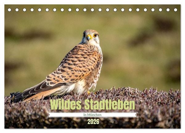 Wildes Stadtleben in München (Tischkalender 2026 DIN A5 quer), CALVENDO Monatskalender