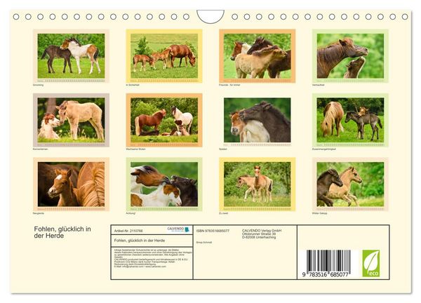 Produktbild: Fohlen, gl&uuml;cklich in der Herde (Wandkalender 2026 DIN A4 quer), CALVENDO Monatskalender