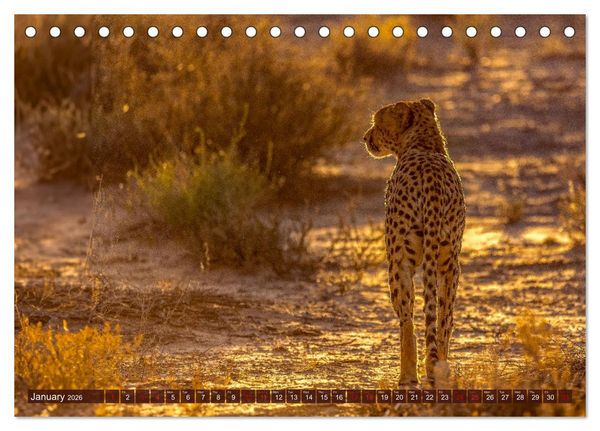 Produktbild: Amazing Cheetahs (Desk Calendar 2026 DIN A5 landscape), CALVENDO 12 Month DeskCalendar