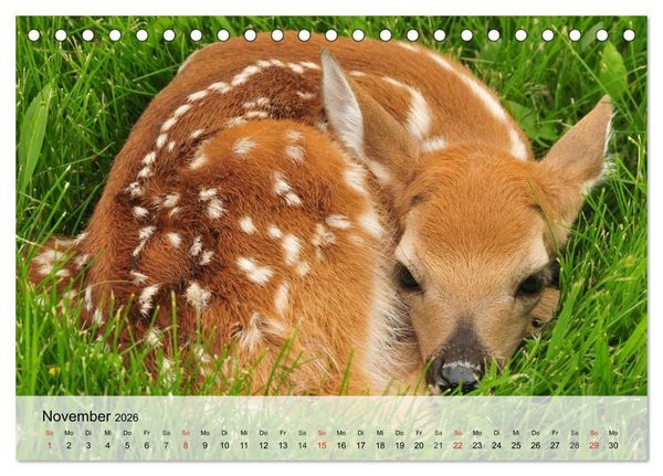 Produktbild: Rotwild. Edle Hirsche, stolze K&uuml;he (Tischkalender 2026 DIN A5 quer), CALVENDO Monatskalender