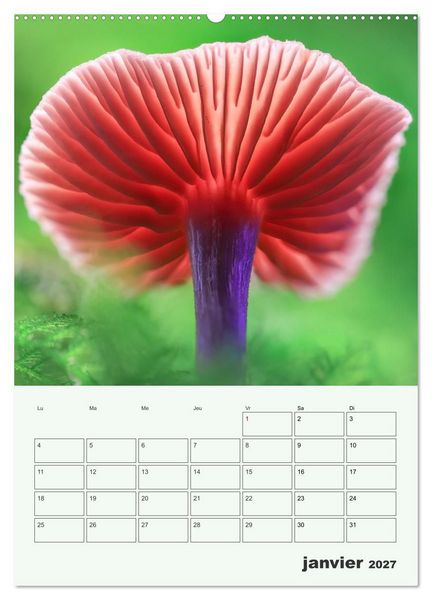 Produktbild: Champignons magiques - Beaut&eacute;s &eacute;ph&eacute;m&egrave;res (Calendrier mural 2027 DIN A2 horizontal), CALVENDO calendrier mensuel