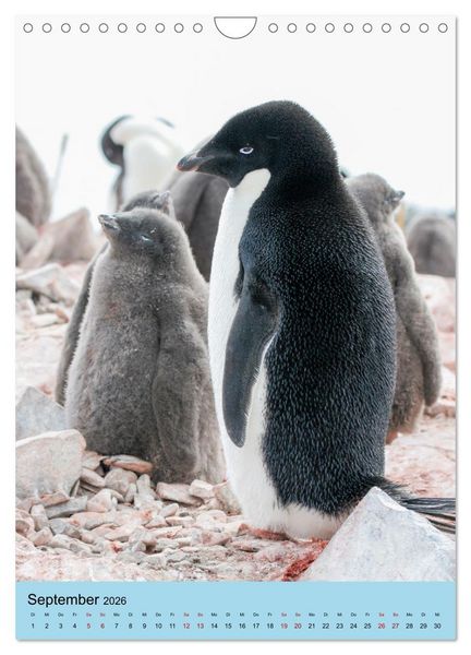 Produktbild: Antarktis - Das Gebiet der Pinguine (Wandkalender 2026 DIN A4 hoch), CALVENDO Monatskalender