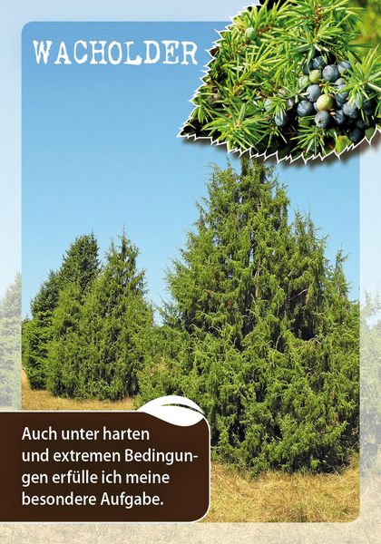 Die Botschaften der Bäume – Impulse unserer Gefährten für jeden Tag