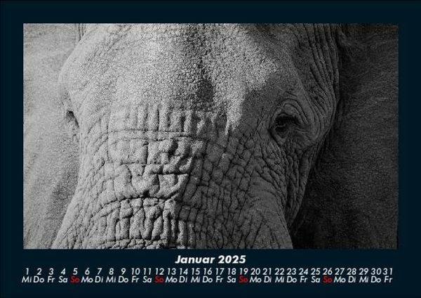 Produktbild: Elefanten - Die sanften Riesen Afrikas 2025 Fotokalender DIN A5