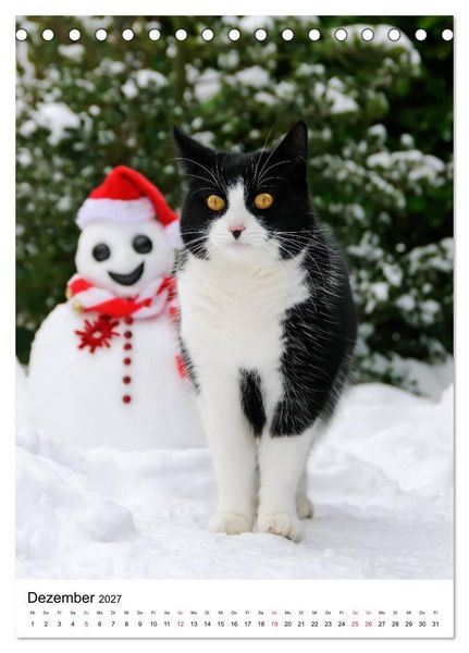 Produktbild: COUNTRY CATS (Tischkalender 2027 DIN A5 hoch), CALVENDO Monatskalender