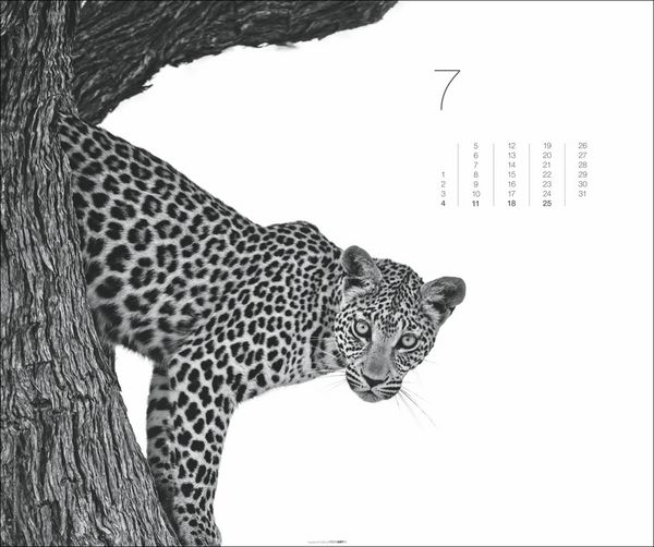 Produktbild: Black & White Animals 2027