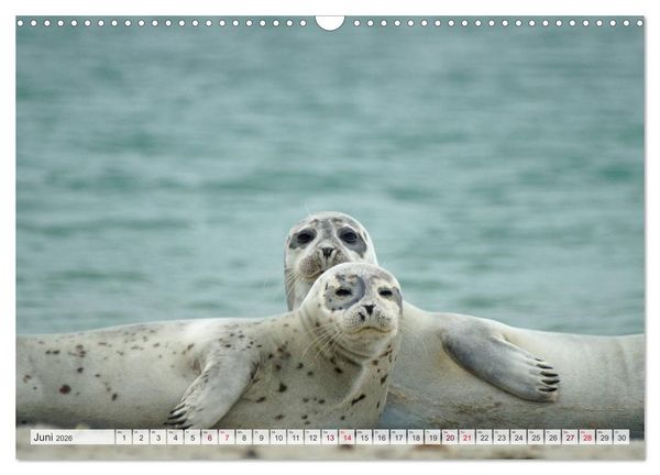 Produktbild: Guck mal ... Robben im Wattenmeer (Wandkalender 2026 DIN A3 quer), CALVENDO Monatskalender
