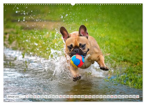 Produktbild: Bullys in Action - Franz&ouml;sische Bulldoggen lieben B&auml;lle (hochwertiger Premium Wandkalender 2026 DIN A2 quer), Kunstdruck in Hochglanz