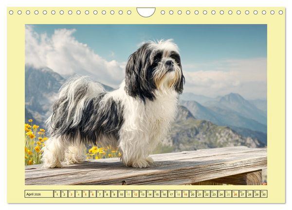 Produktbild: Shih Tzu Gl&uuml;ck. Zauberhafte Hunde im alpinen Wandergl&uuml;ck (Wandkalender 2026 DIN A4 quer), CALVENDO Monatskalender