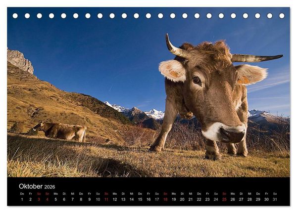 Produktbild: K&uuml;he 2026 (Tischkalender 2026 DIN A5 quer), CALVENDO Monatskalender