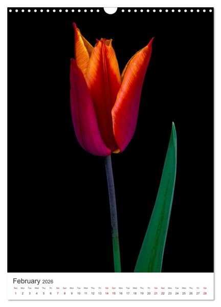 Produktbild: Springtime in my garden (Wall Calendar 2026 DIN A3 portrait), CALVENDO 12 Month Wall Calendar