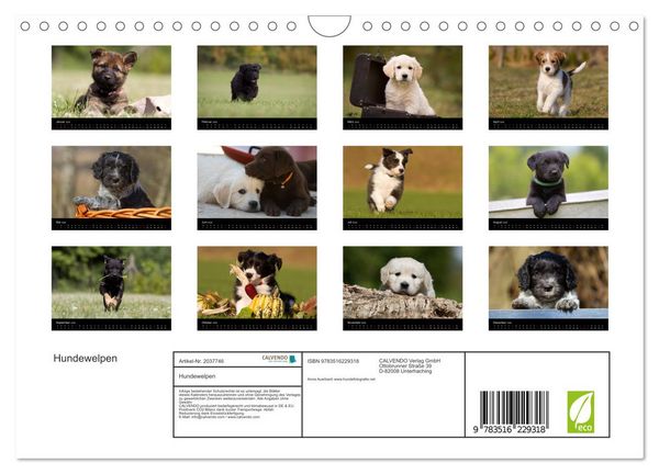 Produktbild: Hundewelpen (Wandkalender 2026 DIN A4 quer), CALVENDO Monatskalender
