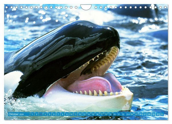 Produktbild: Orcas: Schwarz-wei&szlig;e Giganten (Wandkalender 2026 DIN A4 quer), CALVENDO Monatskalender