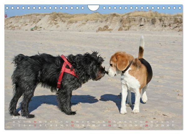 Produktbild: Beagle (Wandkalender 2026 DIN A4 quer), CALVENDO Monatskalender