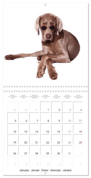 Produktbild: Cute Funny Dogs (Wall Calendar 2026 12 &times; 12 Inch) CALVENDO 12 Month Wall Calendar