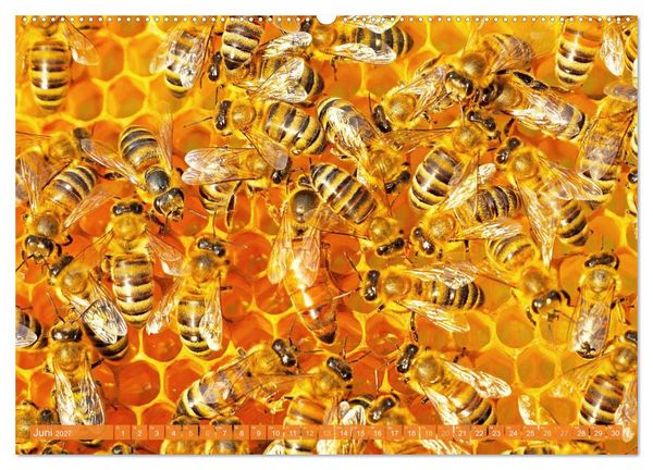 Produktbild: Ein Leben f&uuml;r den Honig: Bienen und Imker (hochwertiger Premium Wandkalender 2027 DIN A2 quer), Kunstdruck in Hochglanz