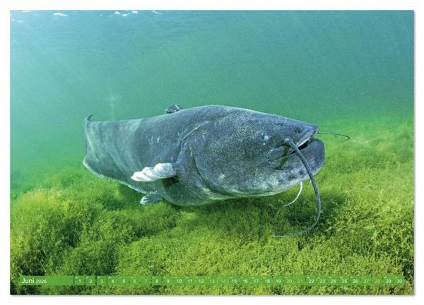 Produktbild: Heimische Fische: Karpfen, Forelle, Hecht (Wandkalender 2026 DIN A2 quer), CALVENDO Monatskalender