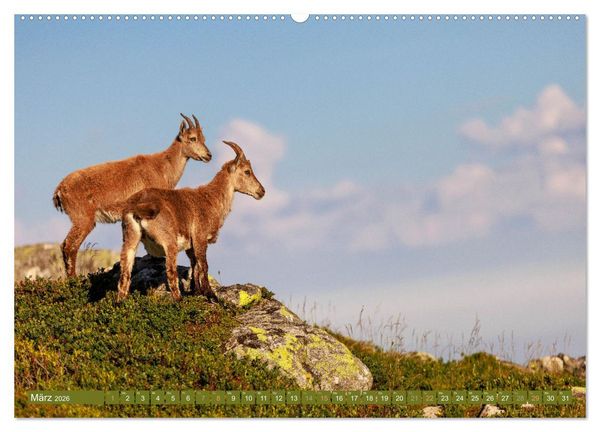 Produktbild: Steinb&ouml;cke am Niederhorn (Wandkalender 2026 DIN A2 quer), CALVENDO Monatskalender